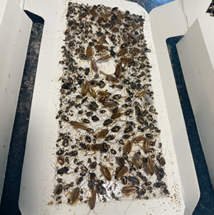 services cockroaches