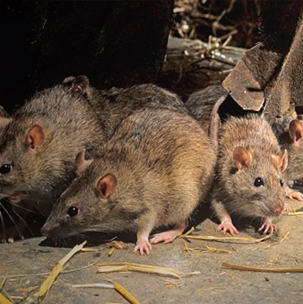 services rodents